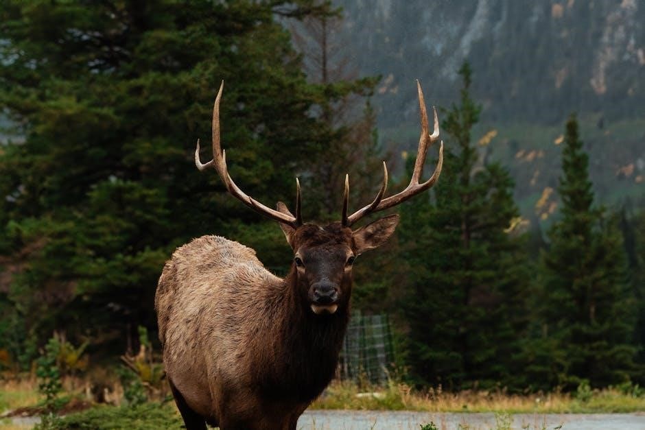 affordable guided elk hunts